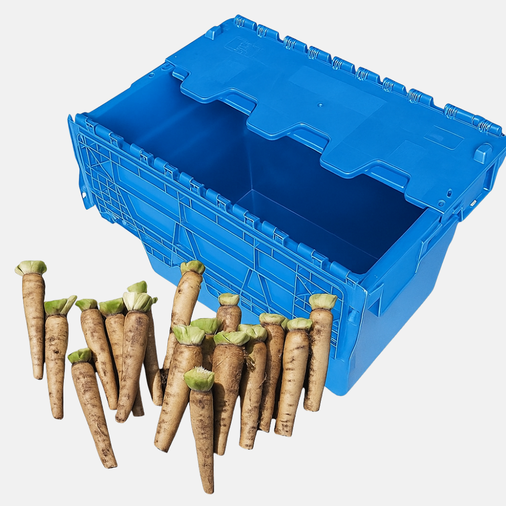 Chicory growing set - Growing tray and 50 chicory roots