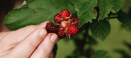 15 kleinfruit soorten voor in jouw tuin