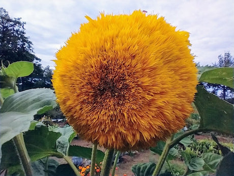 De moestuin in september ...