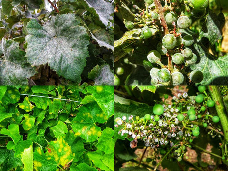 Meeldauw en valse meeldauw op druiven in de wijngaard