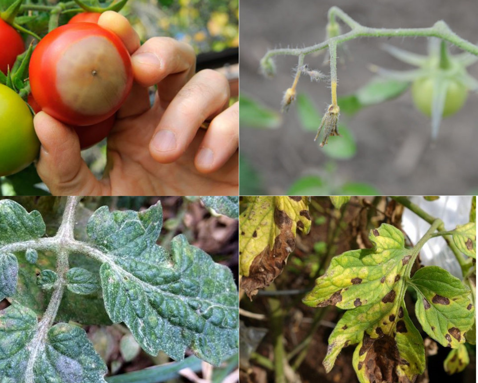 22 tomaten problemen die je hopelijk niet treffen : ziektes, insecten en vogels