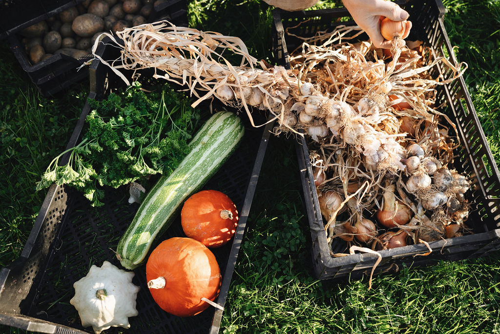 🗓️ Zaaien in november: moestuinkalender
