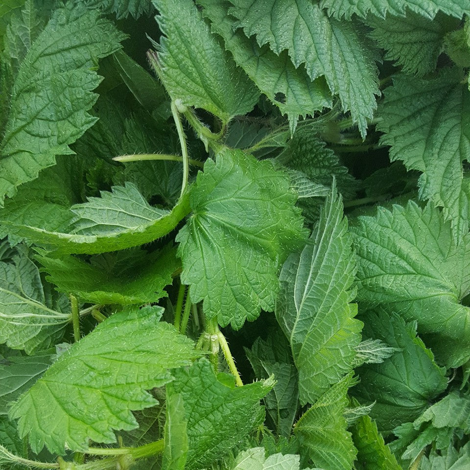 Brandnetelgier maken en gebruiken als meststof in onze moestuin