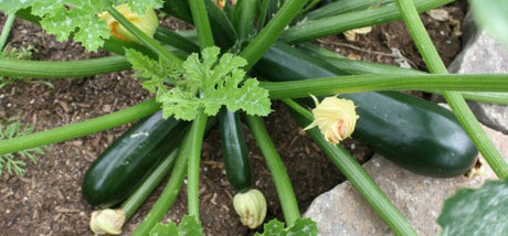 Courgette zaaien info Moestuinweetjes.com