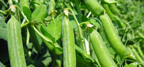 Doperwten zaaien info op Moestuinweetjes