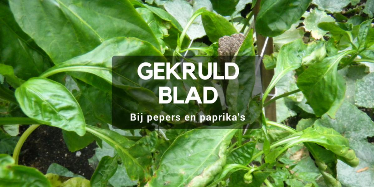 Gekrulde bladeren bij Pepers en paprika's