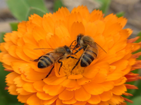 Bloemen in de moestuin