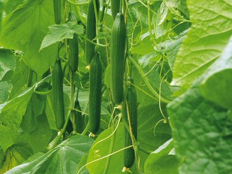 Komkommer kweken in de moestuin