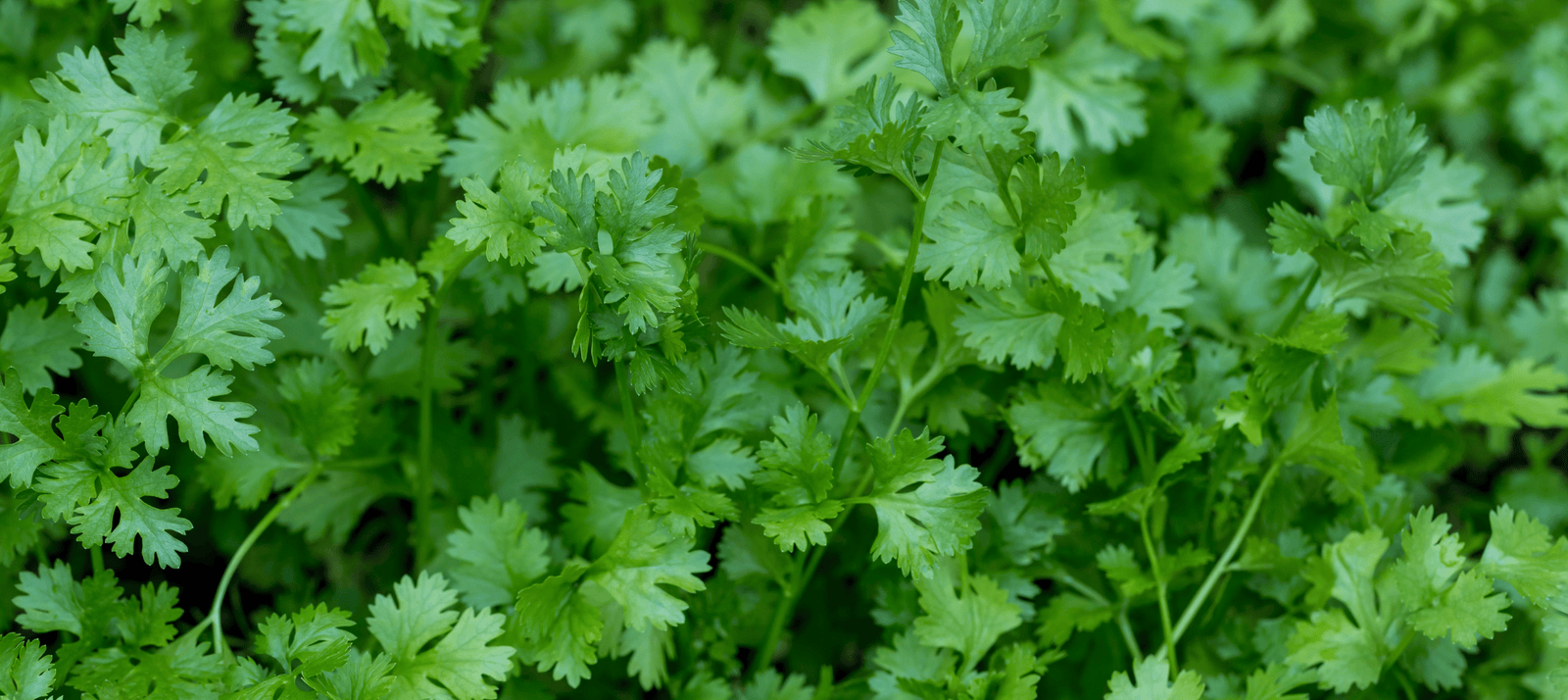 Koriander zaaien - snelle start info