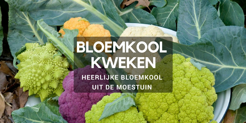 Bloemkool kweken in de moestuin