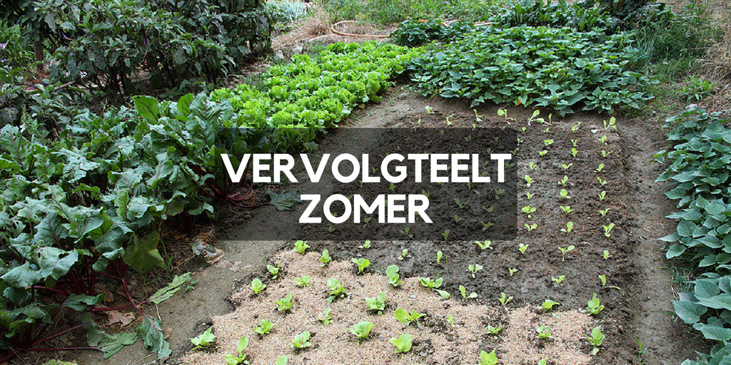 Moestuin vervolgteelt in de zomer