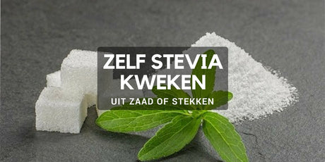 Stevia zelf kweken