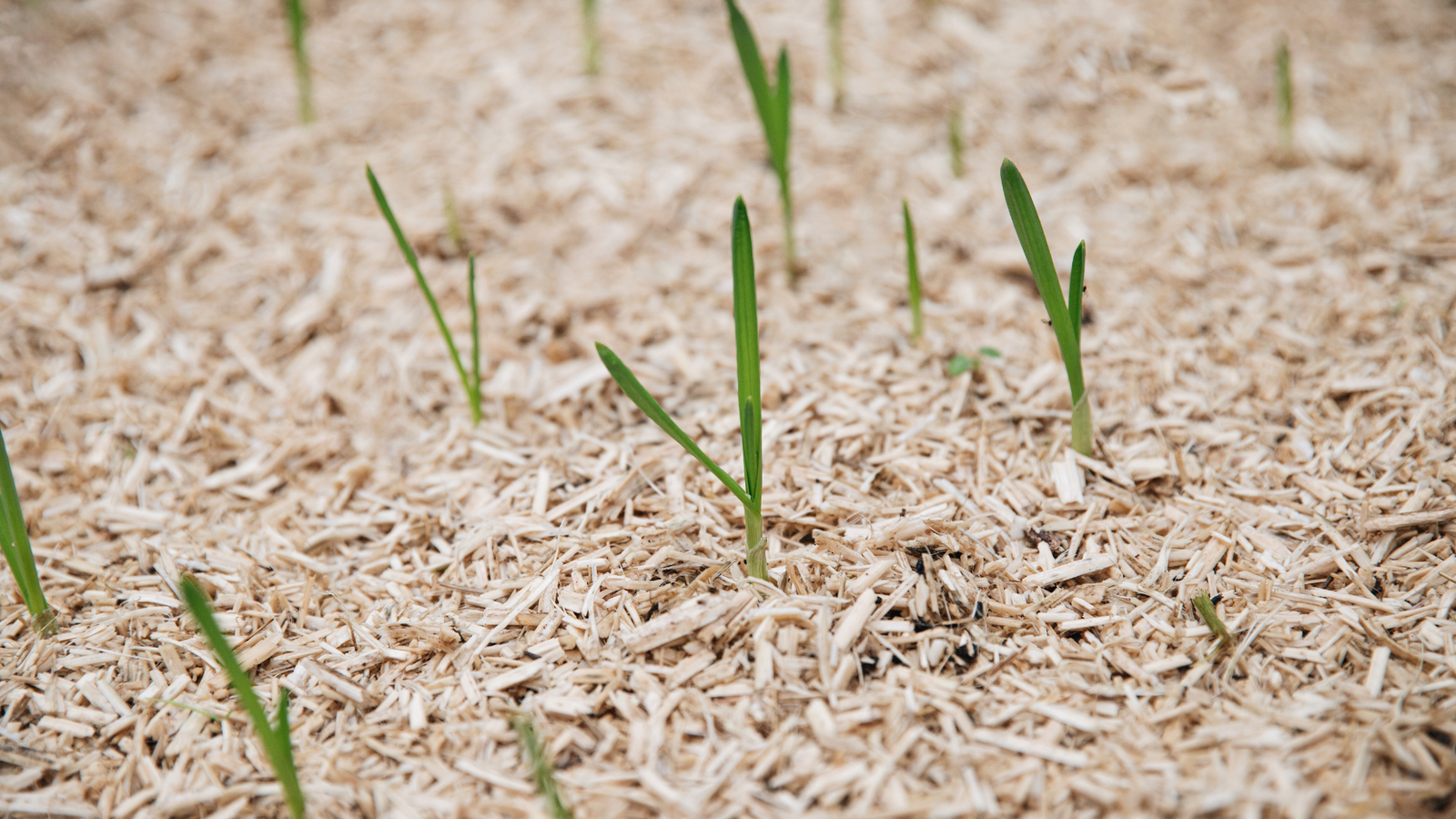 Wat is mulchen en waarom zou je het doen in de moestuin?