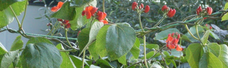 Snijboon zaaien info op Moestuinweetjes.com