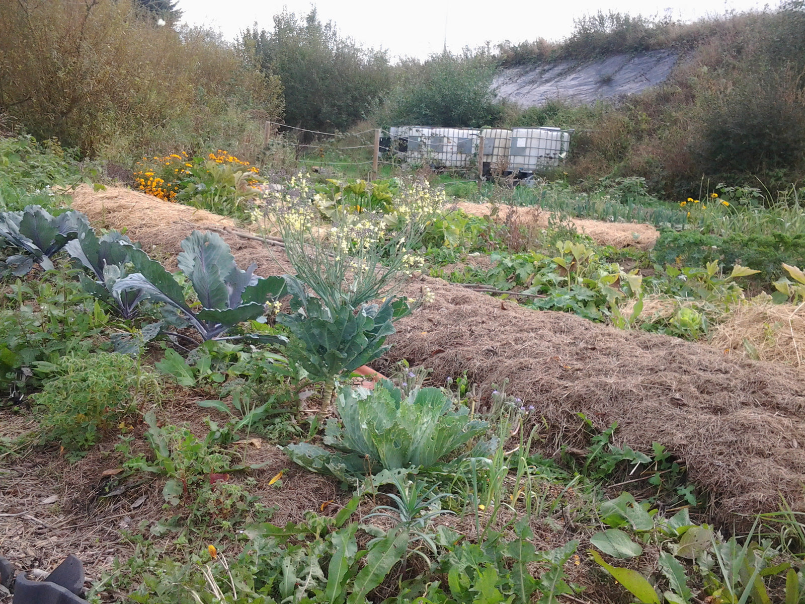 Mulchen in de moestuin