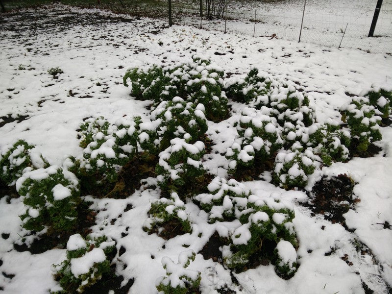 Winter in de moestuin