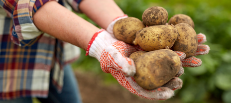 Zelf aardappelen kweken