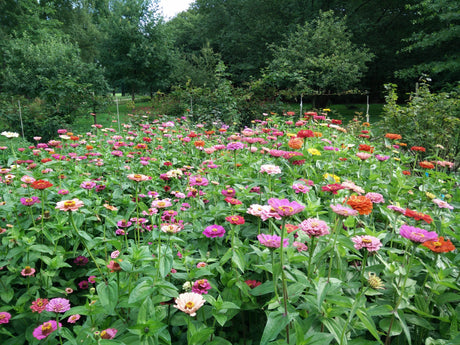 Zinnia's in de moestuin