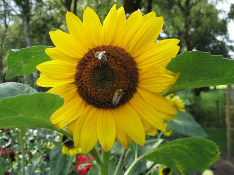 Zonnebloem Enkel