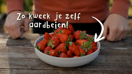 Aardbeien kweken in de moestuin