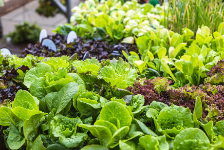 Salade uit eigen moestuin, ideaal voor een beginner