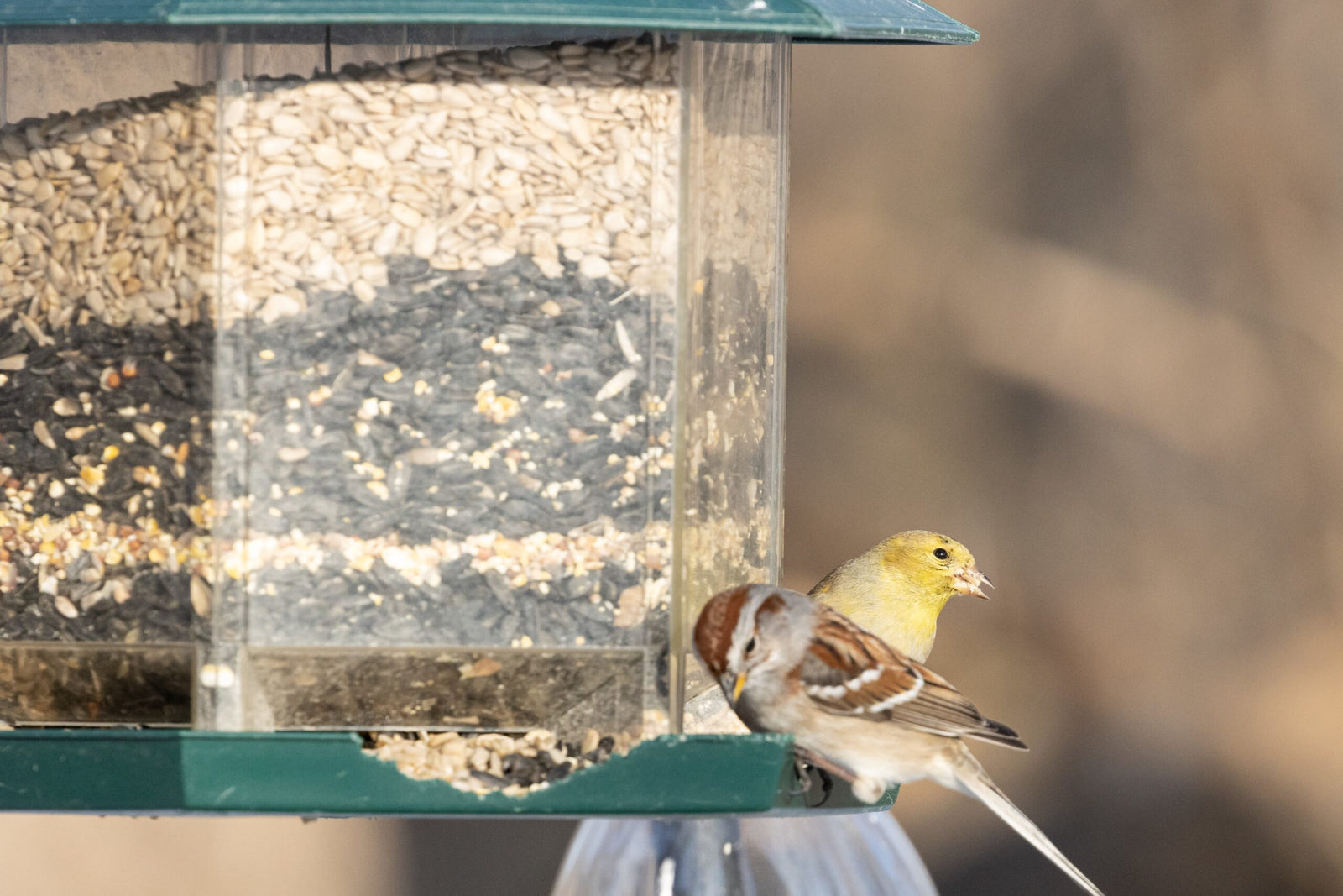 Vogelvoer en tuindieren voederen in de tuin tijdens de winter