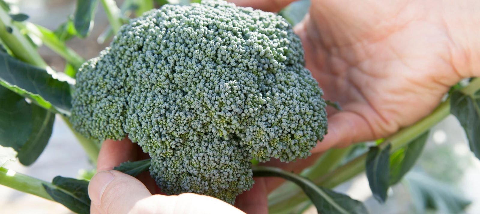 Broccoli kweken