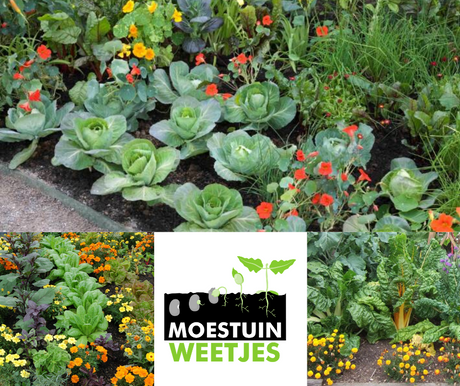 combinatieteelt in de moestuin