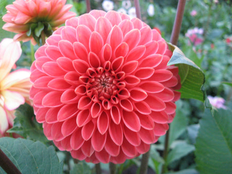 Dahlias, planten die van oudsher in bijna iedere moestuin voorkwamen