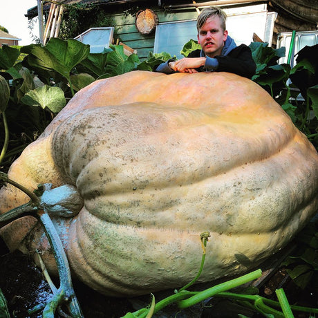 Pompoen Atlantic Giant Moestuinweetjes