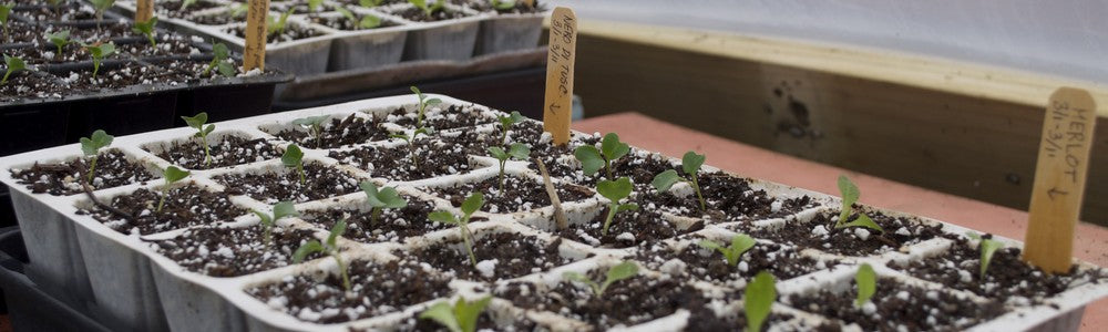 Februari zaaikalender Moestuinweetjes