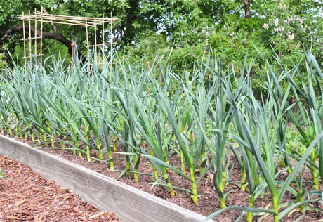 Biologiche knoflook kweken in de moestuin