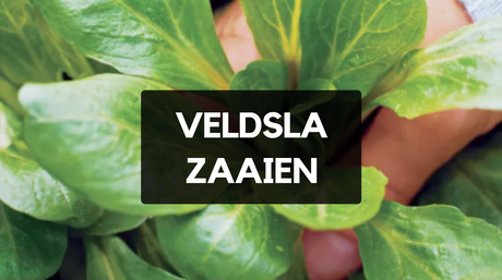 Veldsla zaaien