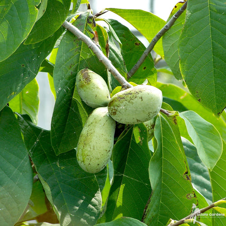 Pawpaw vruchten aan een boom