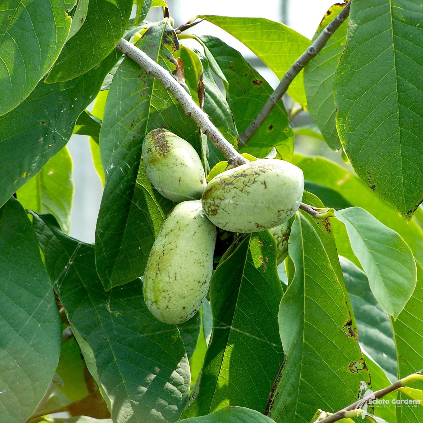 Pawpaw vruchten aan een boom