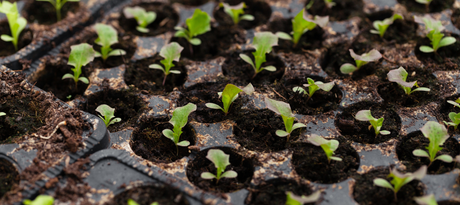 Sla zaaien - snelle teeltfiche