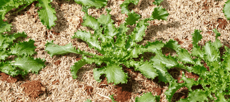 Andijvie zaaien - snelle teeltfiche