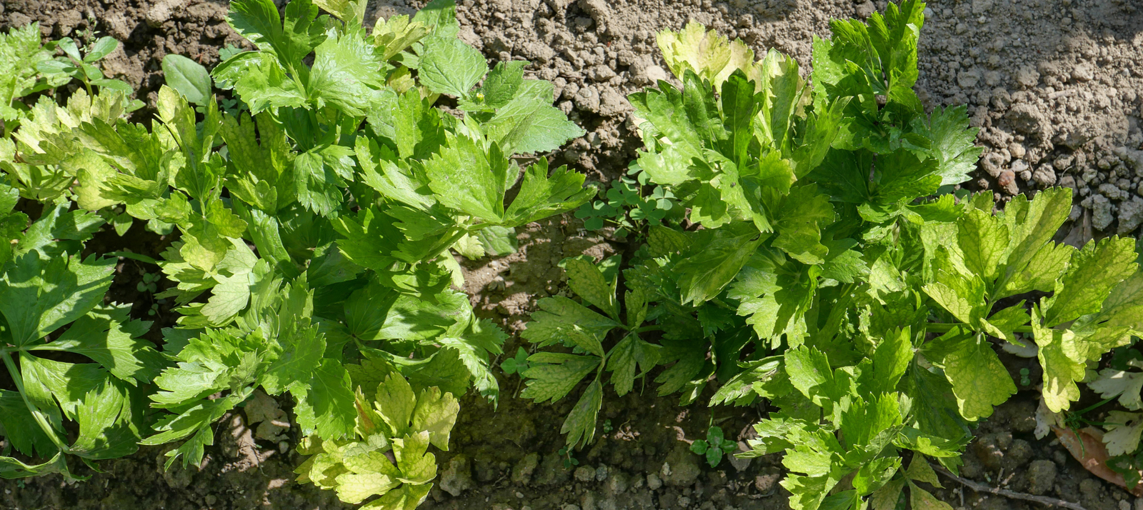 Selder zaaien - snelle startfiche
