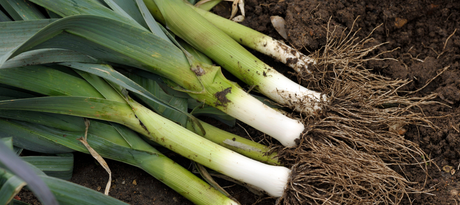 prei kweken in de moestuin