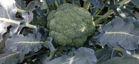 Broccoli zaaien - snelle startfiche