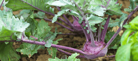 Koolrabi zaaien - snelle startfiche