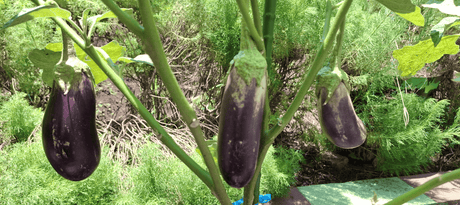 Aubergine zaaien - sneller startinfo