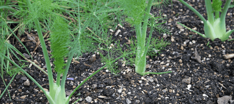 Knolvenkel zaaien - snelle startfiche