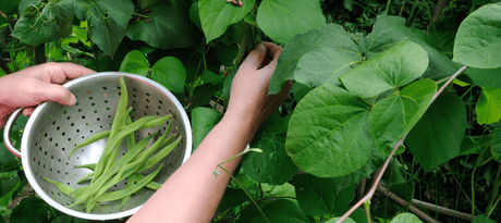 Snijboon zaaien - snelle startfiche