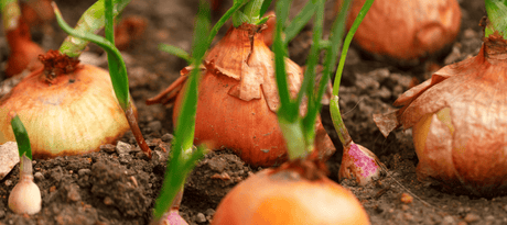Ui - ajuin planten - snelle startinfo
