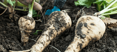 Pastinaak zaaien - snelle startfiche