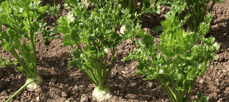 Knolselder zaaien - snelle startfiche