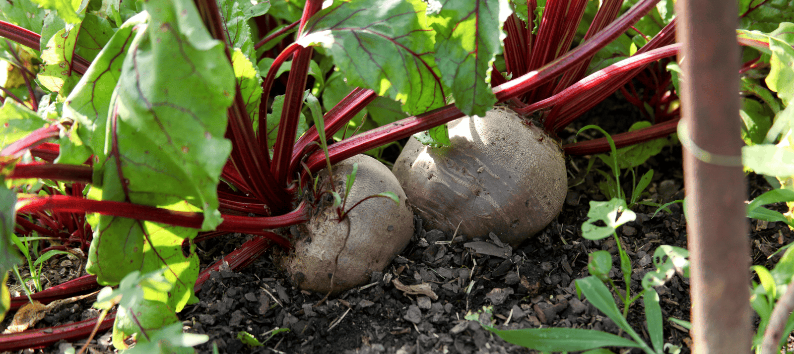 Rode biet zaaien - snelle startfiche