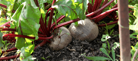 Rode biet zaaien - snelle startfiche