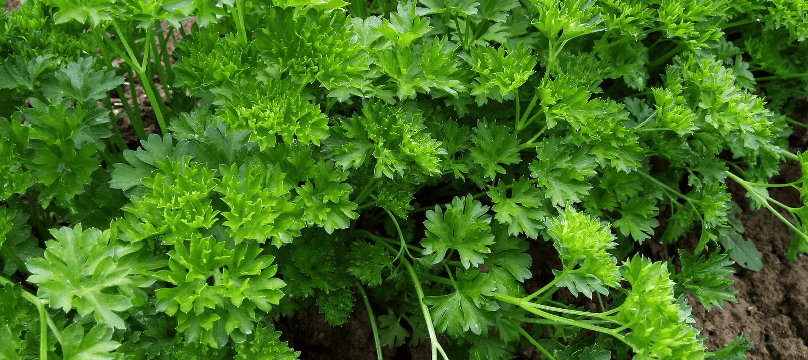 Peterselie kweken